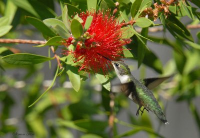 08Fall_1124_RTHU-BottleBrush.jpg