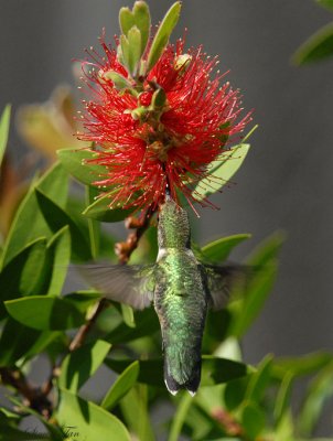 08Fall_1128_RTHU-BottleBrush.jpg