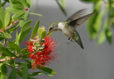 08Fall_1130_RTHU-bottlebrush.jpg