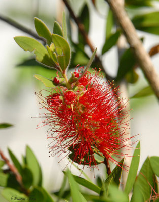 08Fall_1134-BottleBrush.jpg