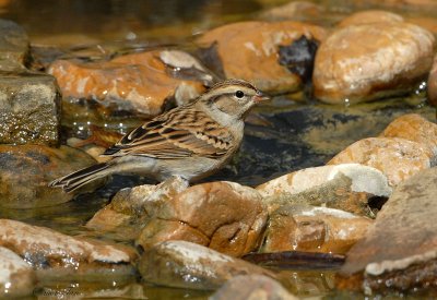 08Winter_1282_Chipping-Sparrow.jpg