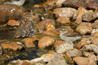 08Winter_1284_Chipping-Sparrow.jpg