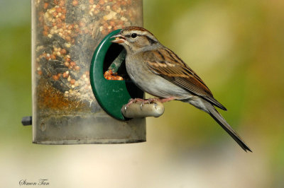 08Winter_1286_Chipping-Sparrow.jpg