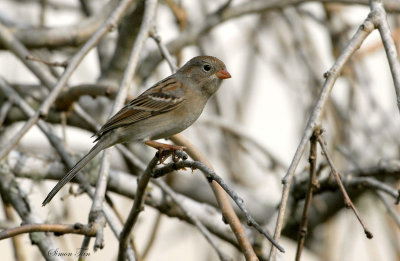 08Winter_1332_Field-Sparrow.jpg