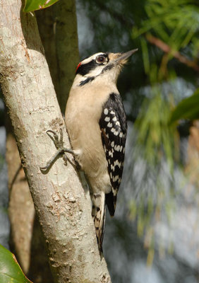 08Winter_1368_Downy-Woodpecker.jpg