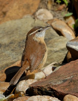 08Winter_1392_Carolina-Wren.jpg