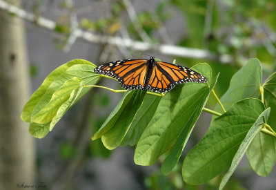 08Winter_1438_Monarch.jpg