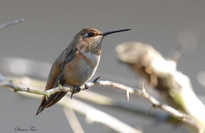 Rufous08-62-Rufous-hummingbird.jpg