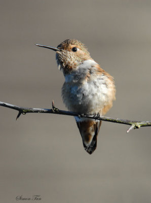 Rufous08-64-Rufous-hummingbird.jpg