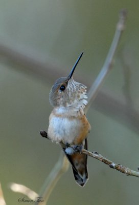 Rufous08-66-Rufous-hummingbird.jpg