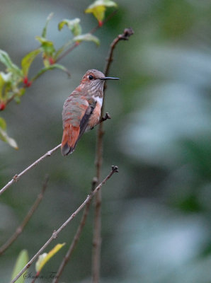 Rufous08-68-Rufous-hummingbird.jpg