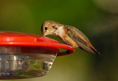 Rufous08-70-Rufous-hummingbird.jpg