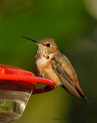 Rufous08-72-Rufous-hummingbird.jpg