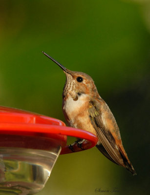 Rufous08-74-Rufous-hummingbird.jpg