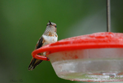 Rufous08-76-Rufous-hummingbird.jpg