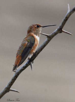 Rufous08-78-Rufous-hummingbird.jpg