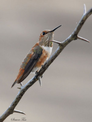 Wintering Rufous Hummingbird