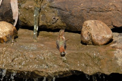 Rufous Hummingbird Bathing