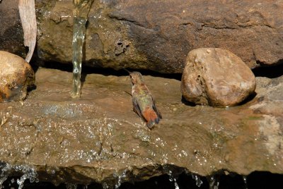 Rufous08-10-Rufous-hummingbird-bathing.jpg