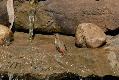 Rufous08-12-Rufous-hummingbird-bathing.jpg