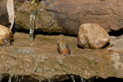 Rufous08-14-Rufous-hummingbird-bathing.jpg