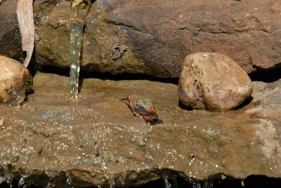 Rufous08-16-Rufous-hummingbird-bathing.jpg