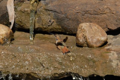 Rufous08-20-Rufous-hummingbird-bathing.jpg