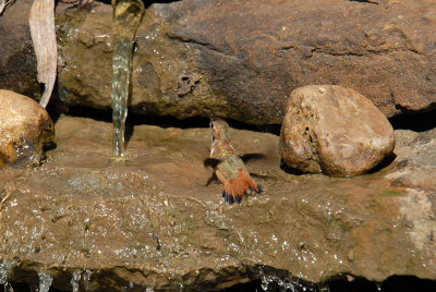 Rufous08-24-Rufous-hummingbird-bathing.jpg