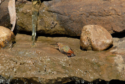 Rufous08-26-Rufous-hummingbird-bathing.jpg