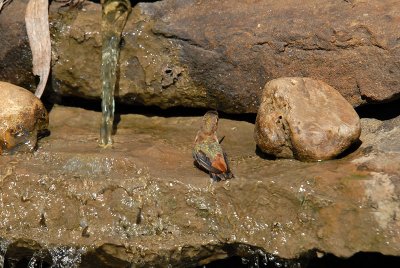 Rufous08-28-Rufous-hummingbird-bathing.jpg