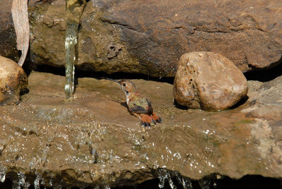 Rufous08-32-Rufous-hummingbird-bathing.jpg