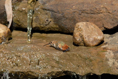Rufous08-34-Rufous-hummingbird-bathing.jpg