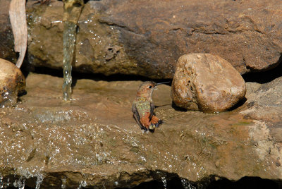 Rufous08-36-Rufous-hummingbird-bathing.jpg