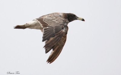 Peru09_206_Band-tailed-Gull.jpg