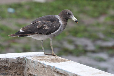 Peru09_260_Band-tailed-Gull.jpg