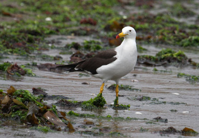 Peru09_264_Band-tailed-Gull.jpg