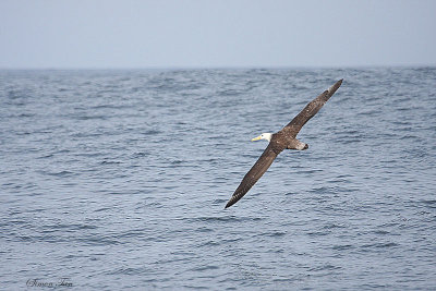 Peru09_328_Waved-Albatross.jpg