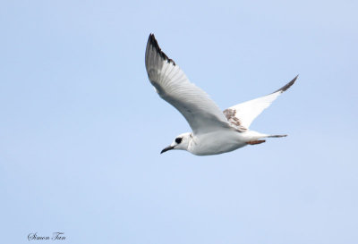 Peru09_340_Swallow-tailed-Gull.jpg