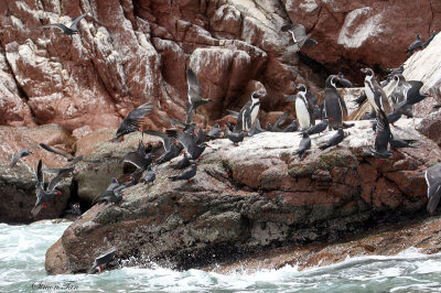 Peru09_364_Inca-Tern_Humboldt-Penguin.jpg