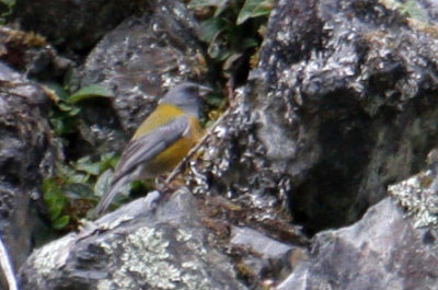 Peru09_488_Peruvian-Sierra-Finch.jpg