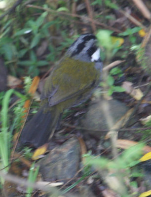 Peru09_546_Stripe-headed-Brush-Finch.jpg