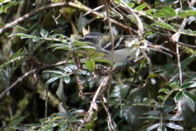 Peru09_552_White-banded-Trannulet.jpg