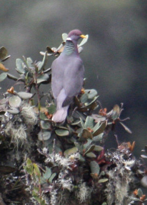 Peru09_580_Band-tailed-Pigeon.jpg
