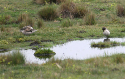 Peru09_586_Speckled-Teal.jpg