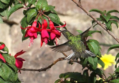 Peru09_594_White-bellied-Hummingbird.jpg