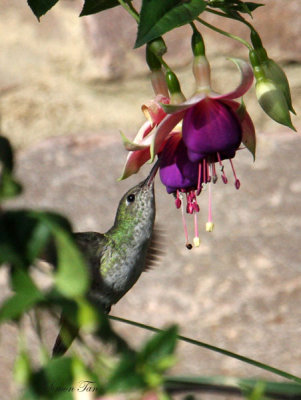 Peru09_598_White-bellied-Hummingbird.jpg
