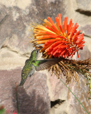 Peru09_600_White-bellied-Hummingbird.jpg