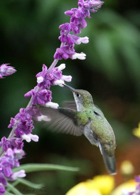 Peru09_622_White-bellied-Hummingbird.jpg