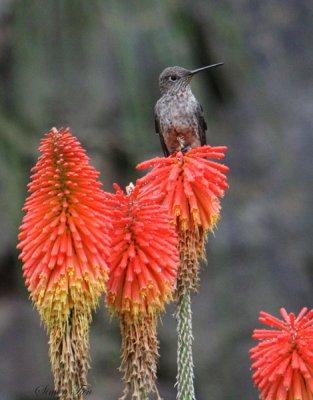 Peru09_624_Giant-Hummingbird.jpg