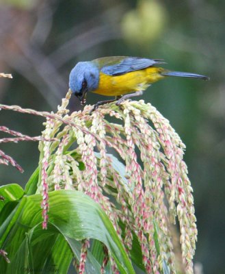 Peru09_626_Blue-and-yellow-Tanager.jpg
